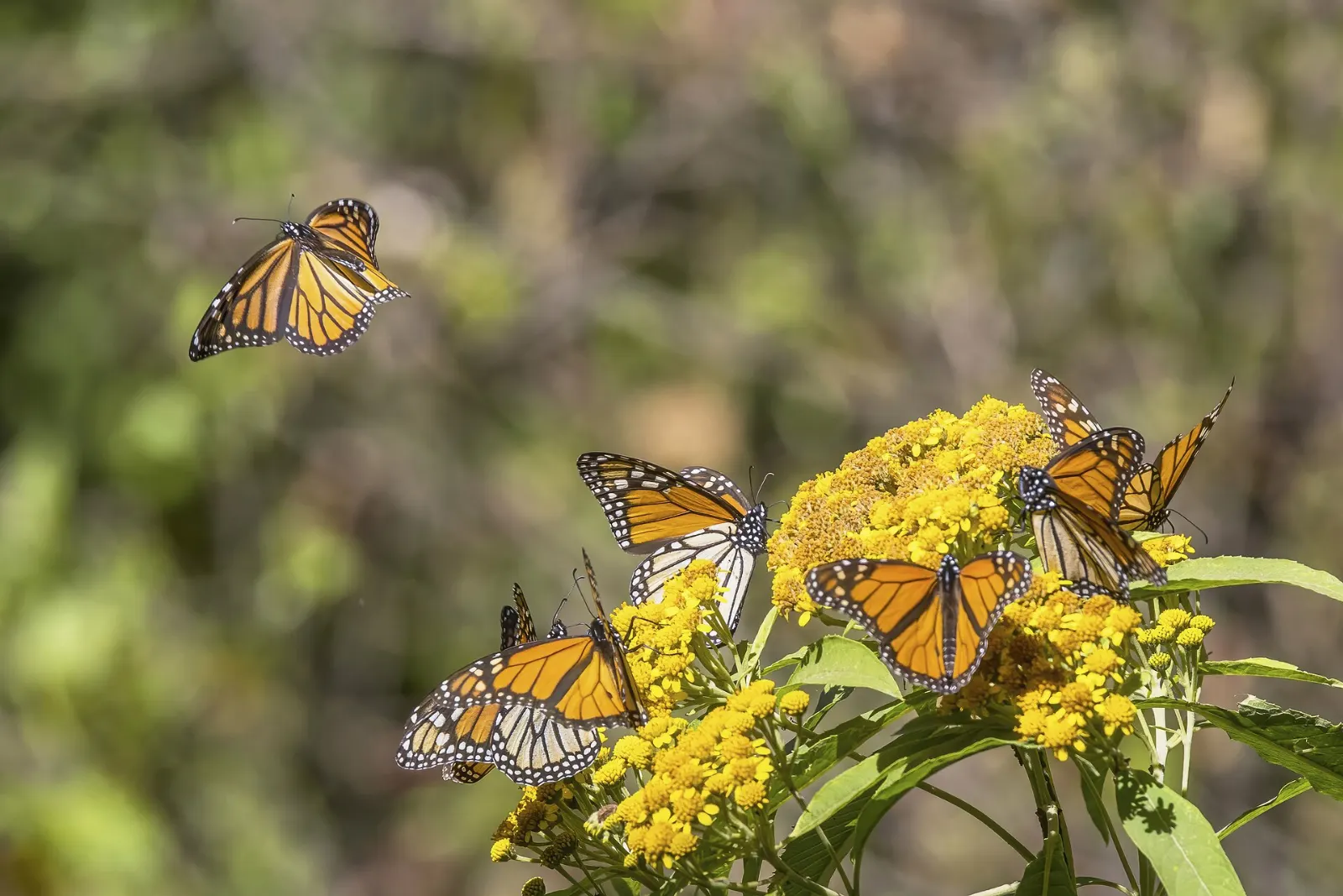 Monarch butterflies resting in the Piedra Herrada sanctuary, Monarch Butterfly Biosphere Reserve, Michoacán