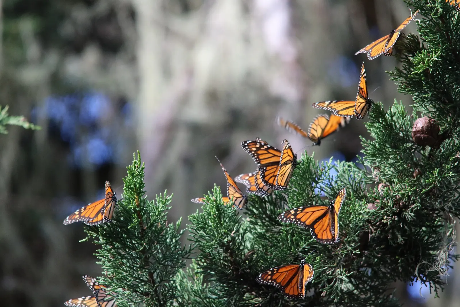 Branches of an oyamel fir bending under thousands of monarch butterflies, Monarch Butterfly Biosphere Reserve, Michoacán