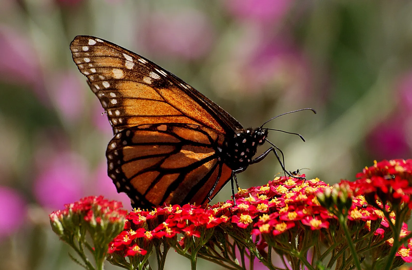 Monarch butterflies taking flight in warm sunlight, Monarch Butterfly Biosphere Reserve, Michoacán