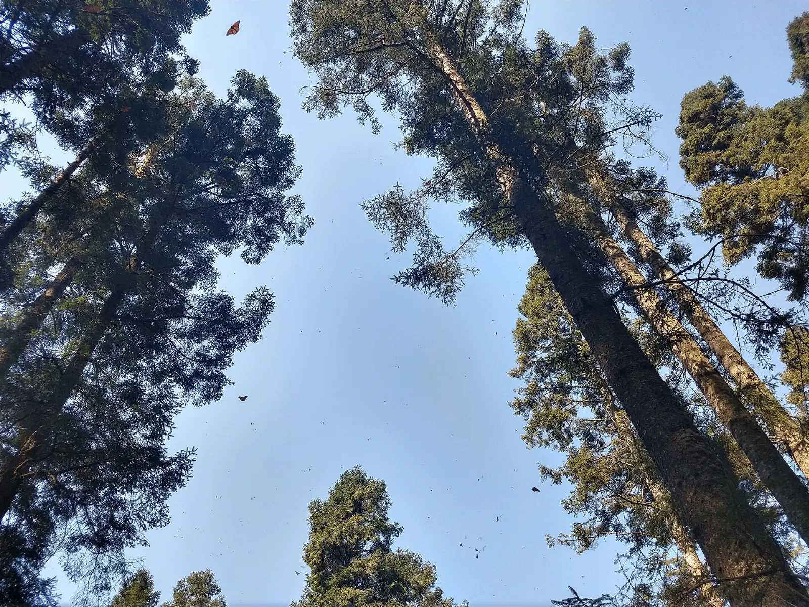 Monarch butterflies on forest floor and trunks in Michoacán, Monarch Butterfly Biosphere Reserve, Michoacán