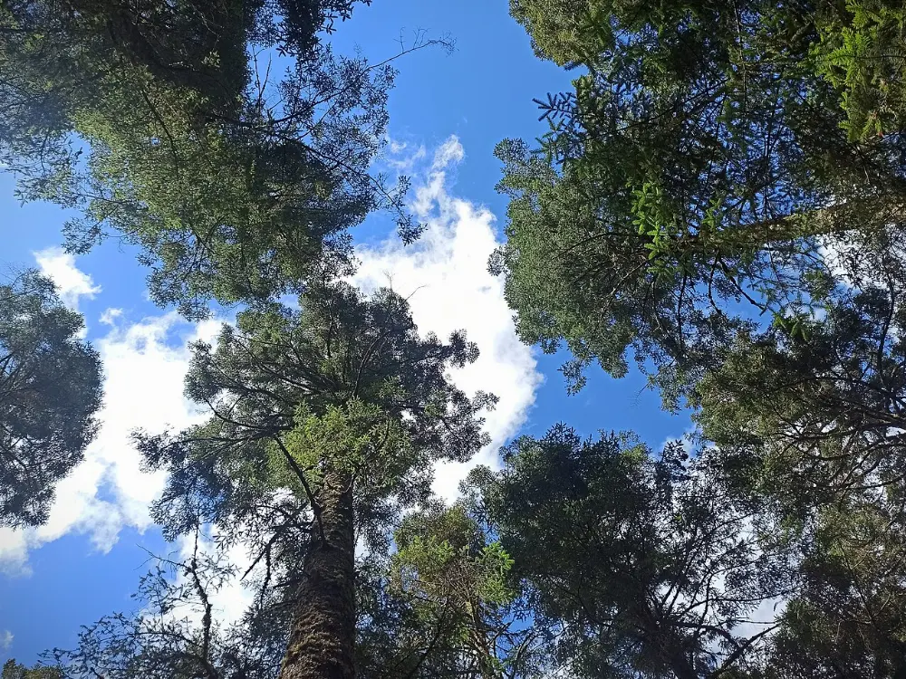 Angangueo, Monarch Butterfly Biosphere Reserve, Michoacán