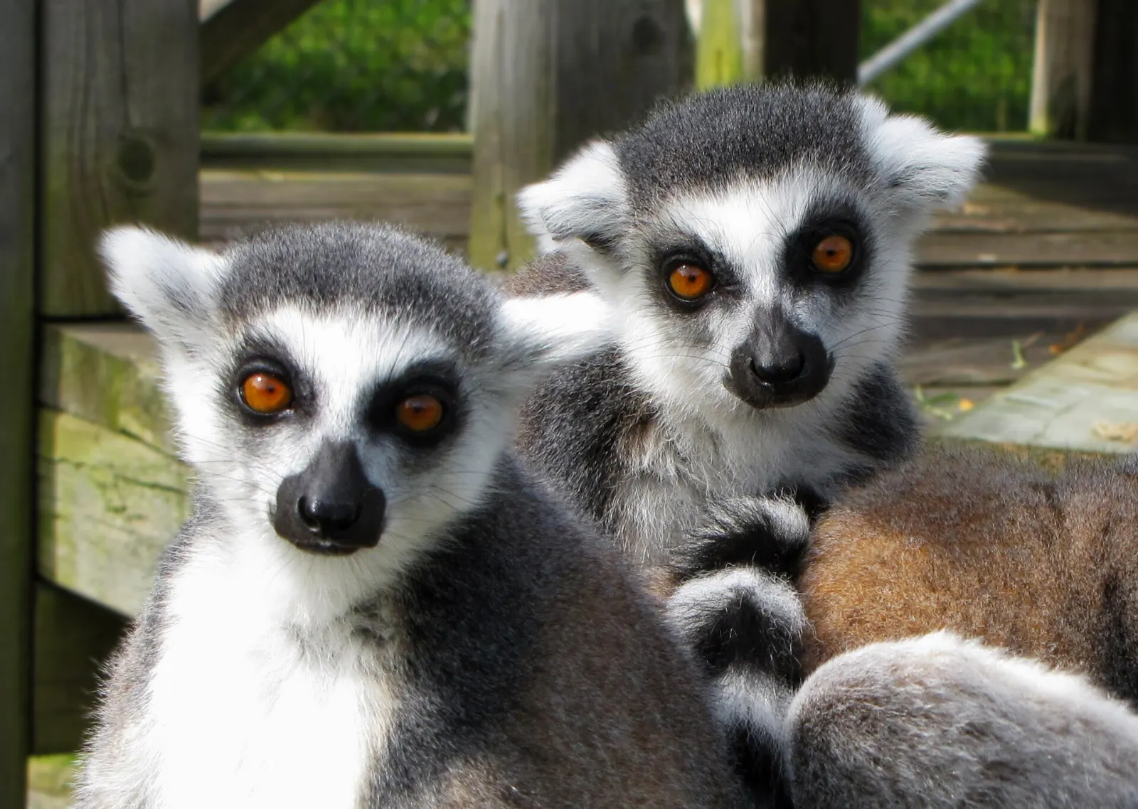 Magnetic Hill Zoo, Moncton, New Brunswick, Canada