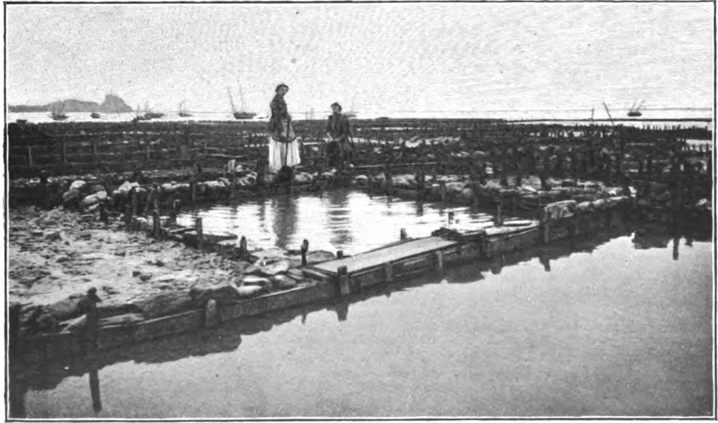 Oyster beds exposed at low tide in front of the harbor at Cancale, Mont-Saint-Michel, France