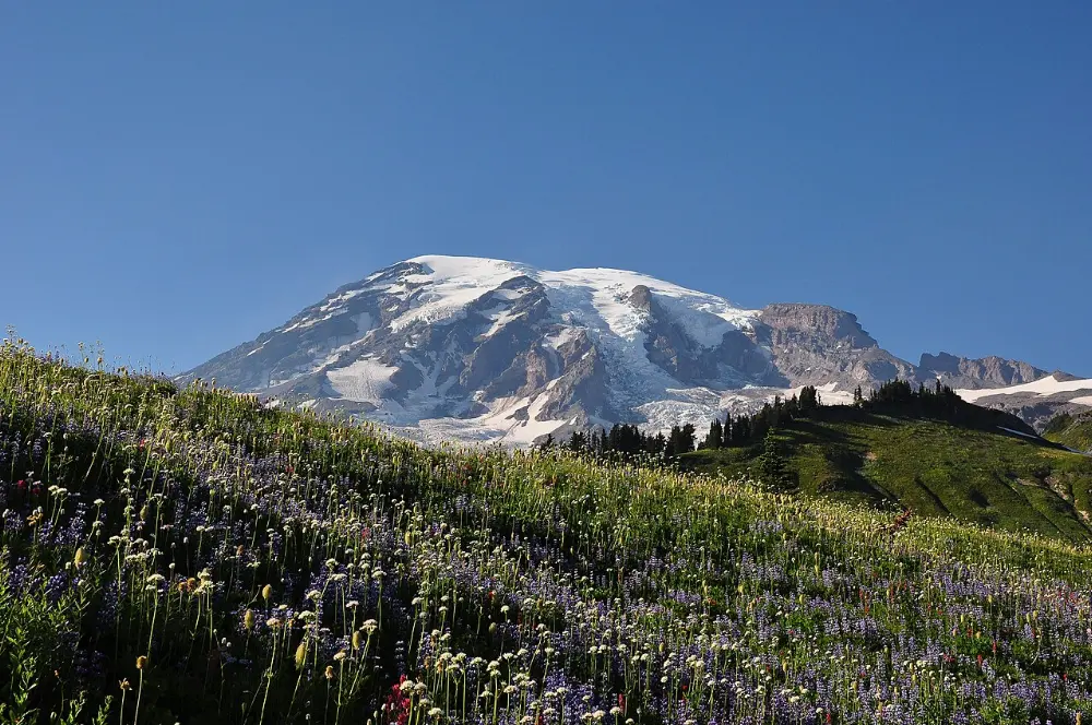 Paradise, Mount Rainier National Park, Washington