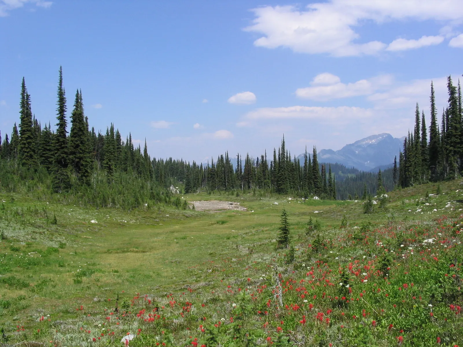 Mount Revelstoke British Columbia Summit Wildflowers