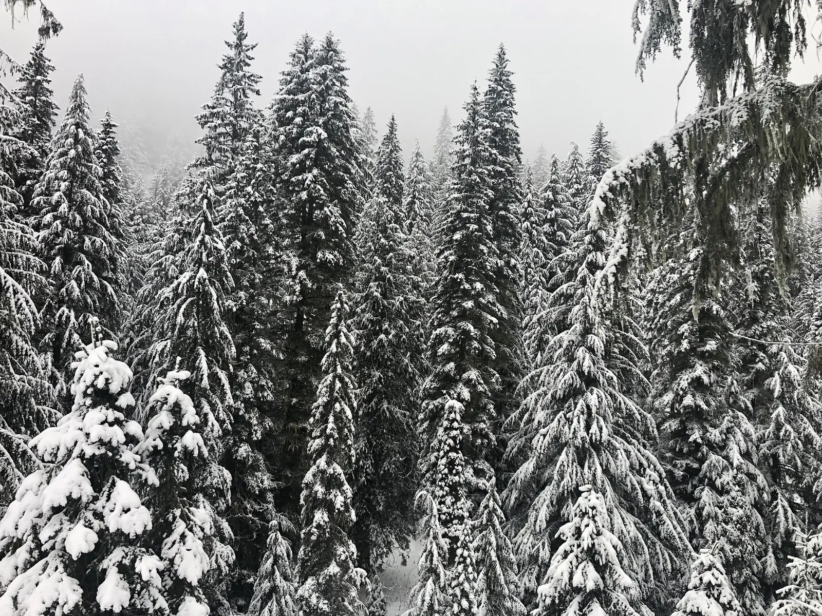 Moss-covered hemlock and cedar forest in the park, Mount Revelstoke National Park, British Columbia