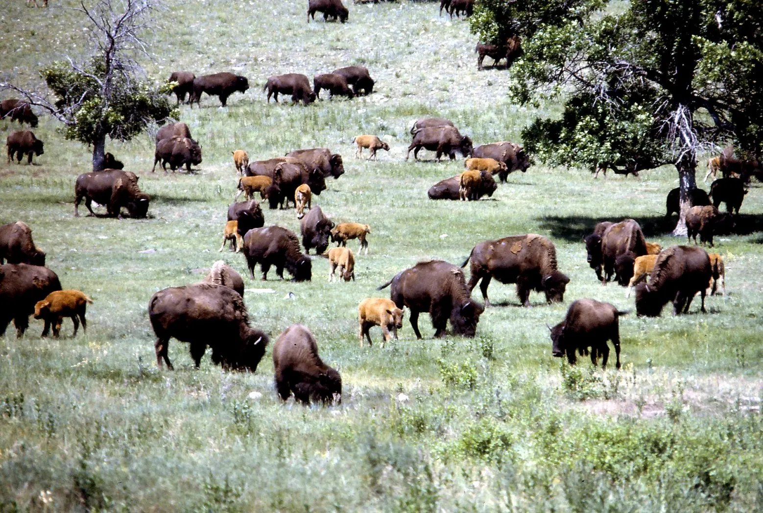 A herd of bison grazing on open prairie in Custer State Park, Mount Rushmore and the Black Hills, South Dakota