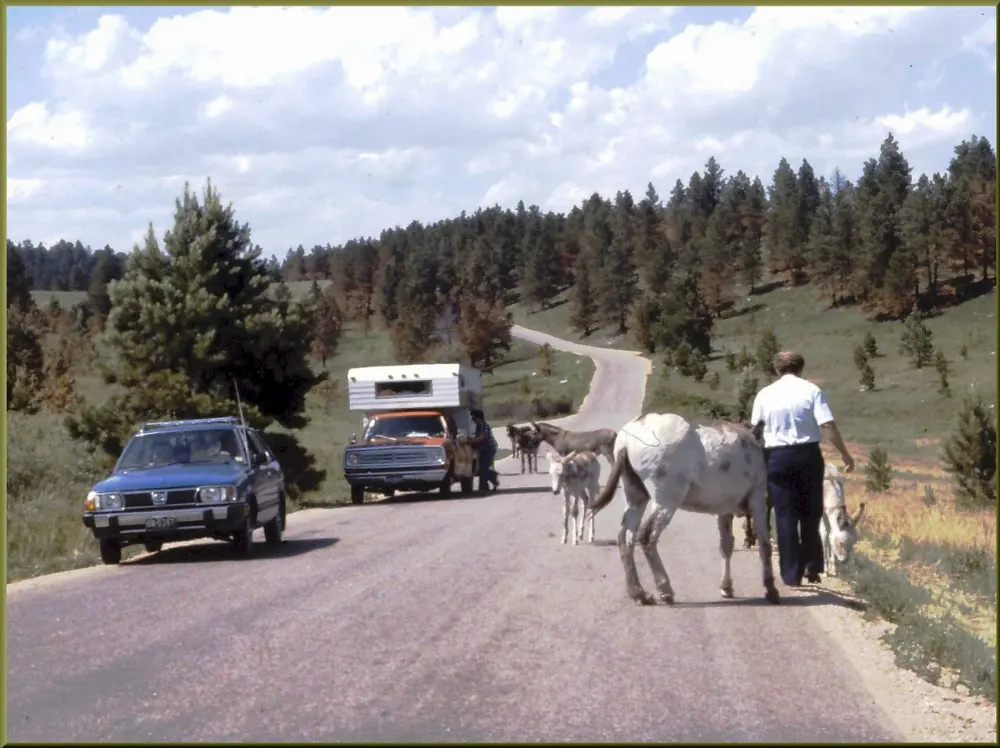Wildlife Loop, Mount Rushmore and the Black Hills, South Dakota