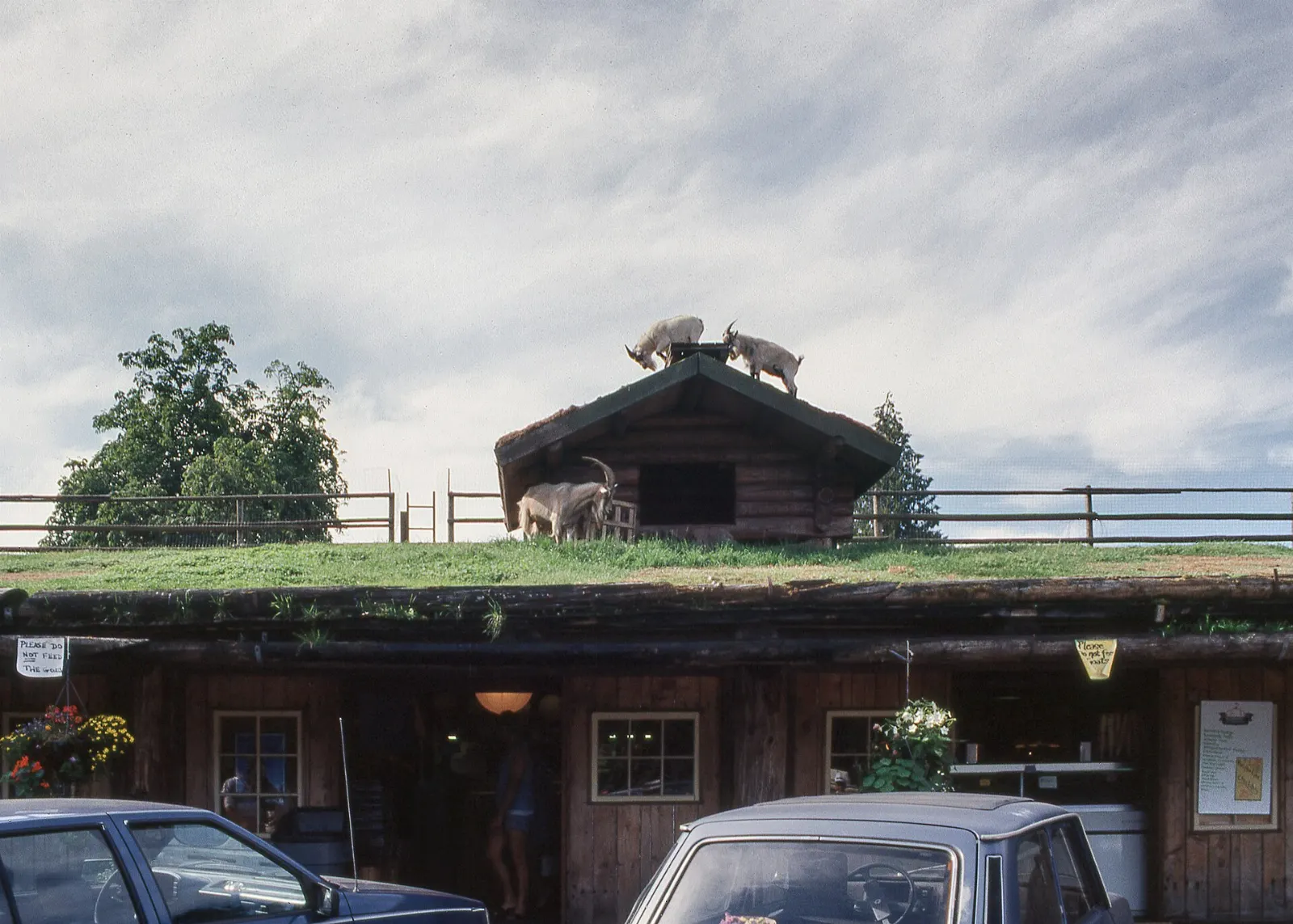 Goats grazing on the grass roof of a market building at Coombs, Nanaimo, British Columbia