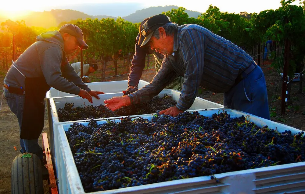 Oakville, Napa Valley, California