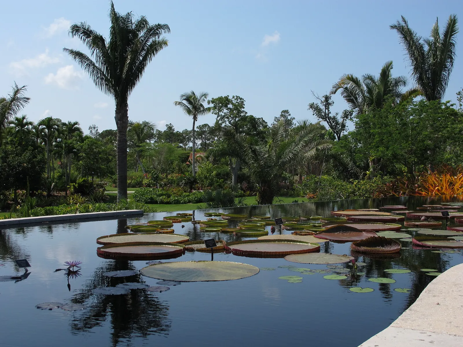Tropical plantings and a reflecting pool at Naples Botanical Garden, Florida