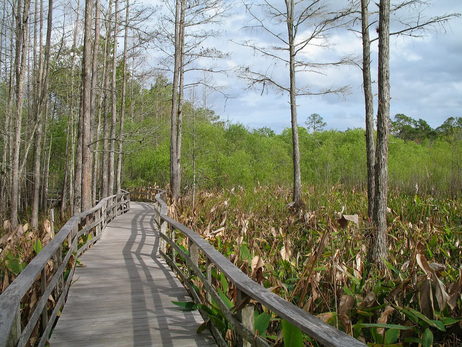 Elevated boardwalk winding through tall bald cypress trees at Corkscrew Swamp Sanctuary, Naples, Florida