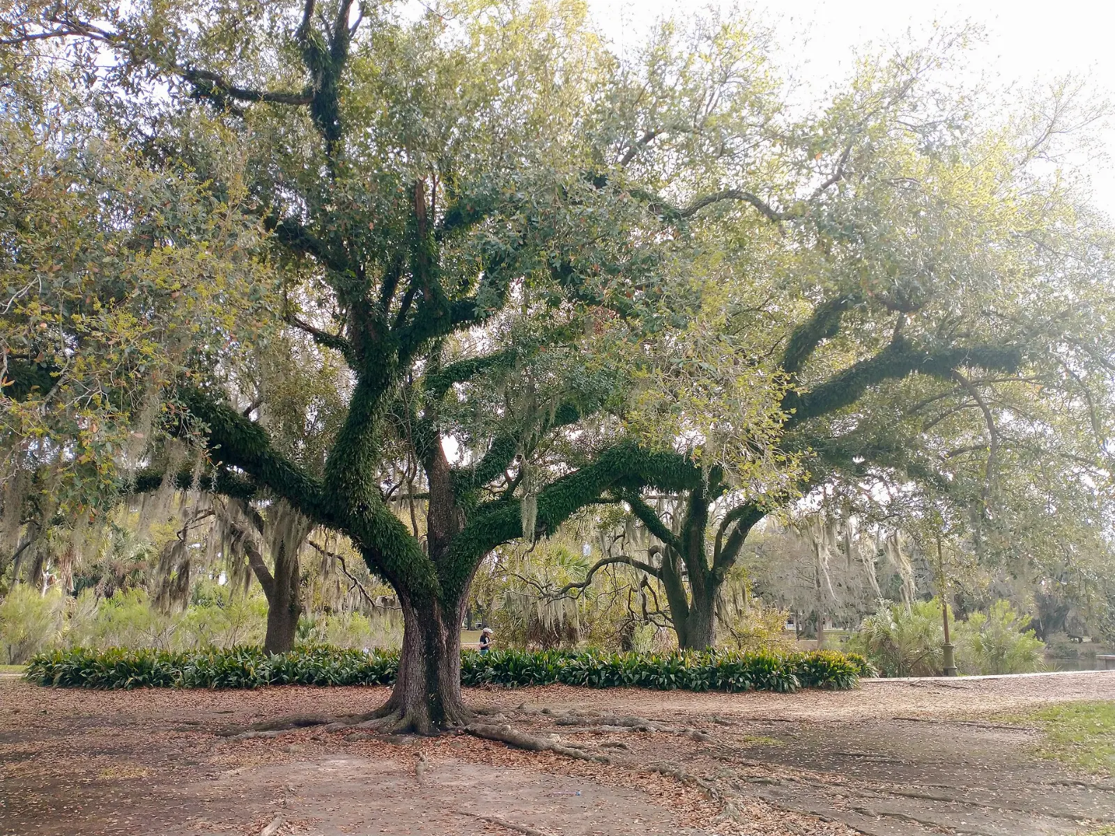 Spreading live oaks draped with Spanish moss in New Orleans City Park, Louisiana