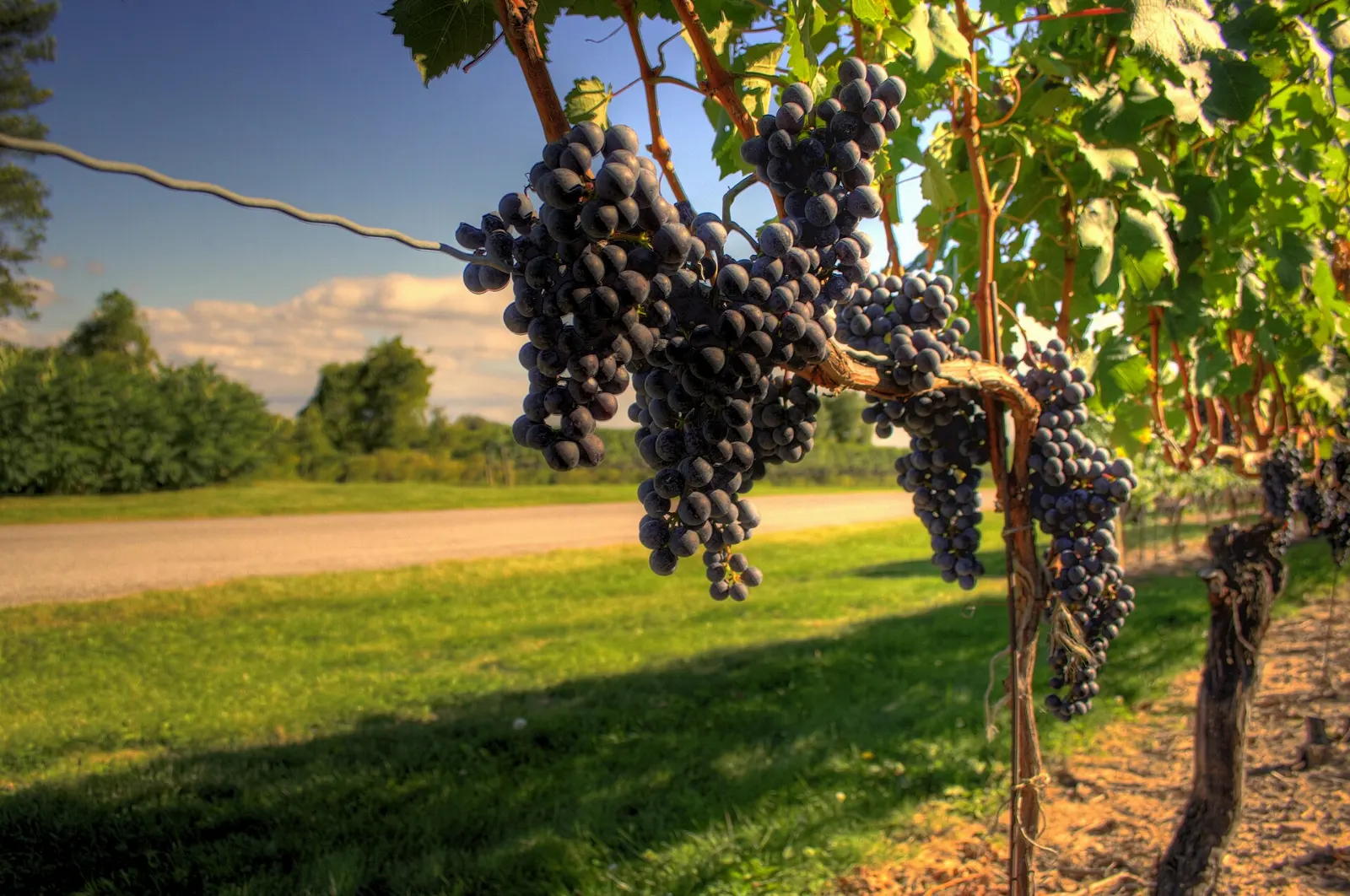 Trius Winery, Niagara-on-the-Lake, Ontario, Canada