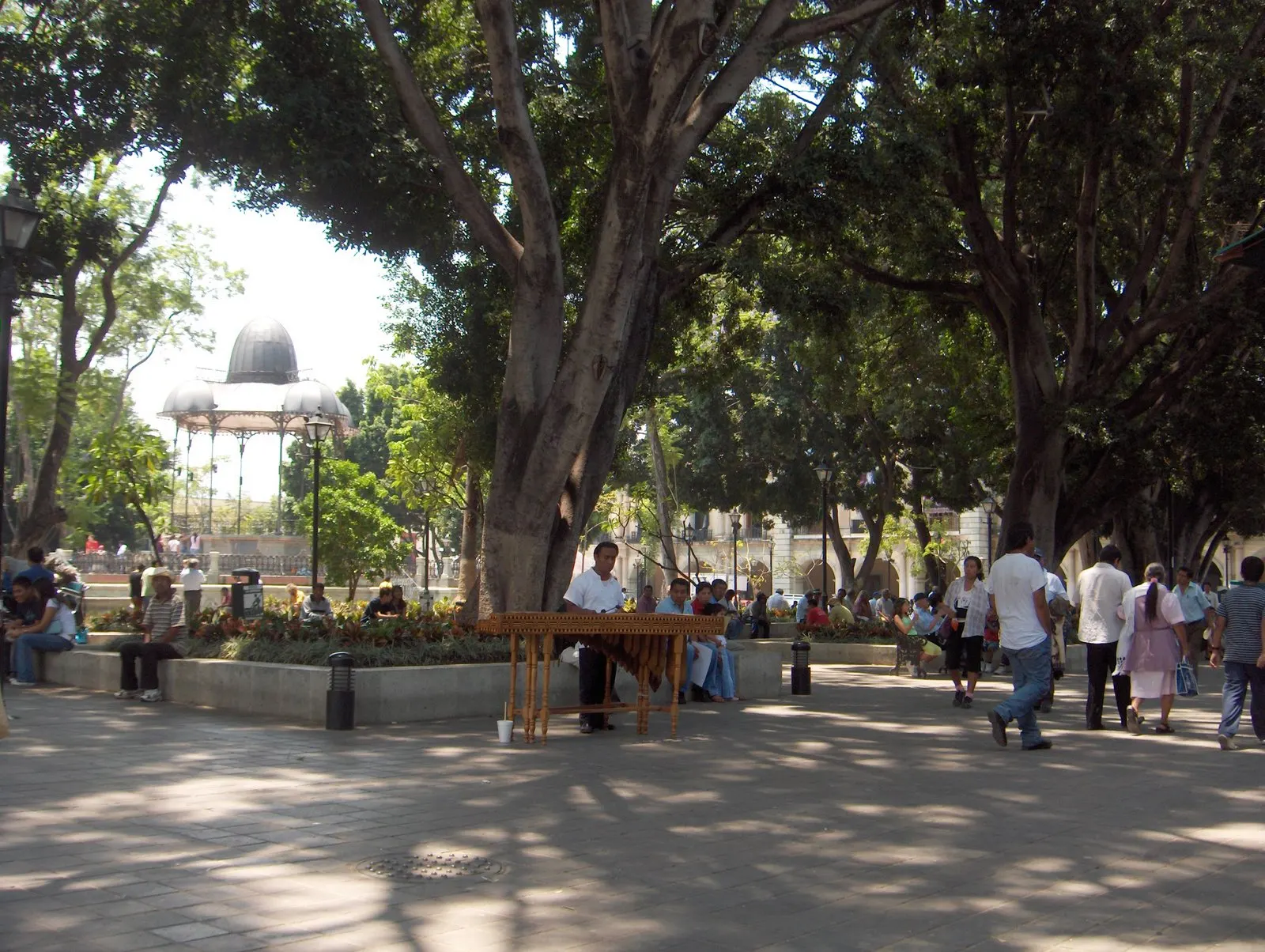 Shaded main square of Oaxaca with laurel trees and a bandstand, Mexico