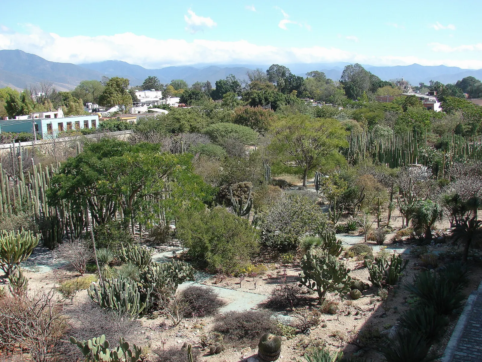 Tall columnar cacti in the ethnobotanical garden behind Santo Domingo, Oaxaca, Mexico
