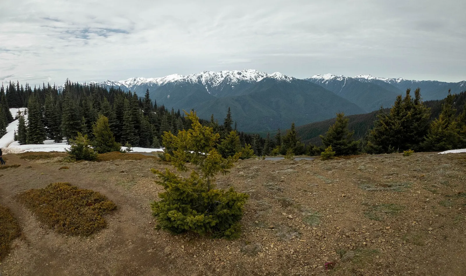 Paved trail climbing through subalpine meadows toward the summit of Hurricane Hill, Olympic National Park, Washington