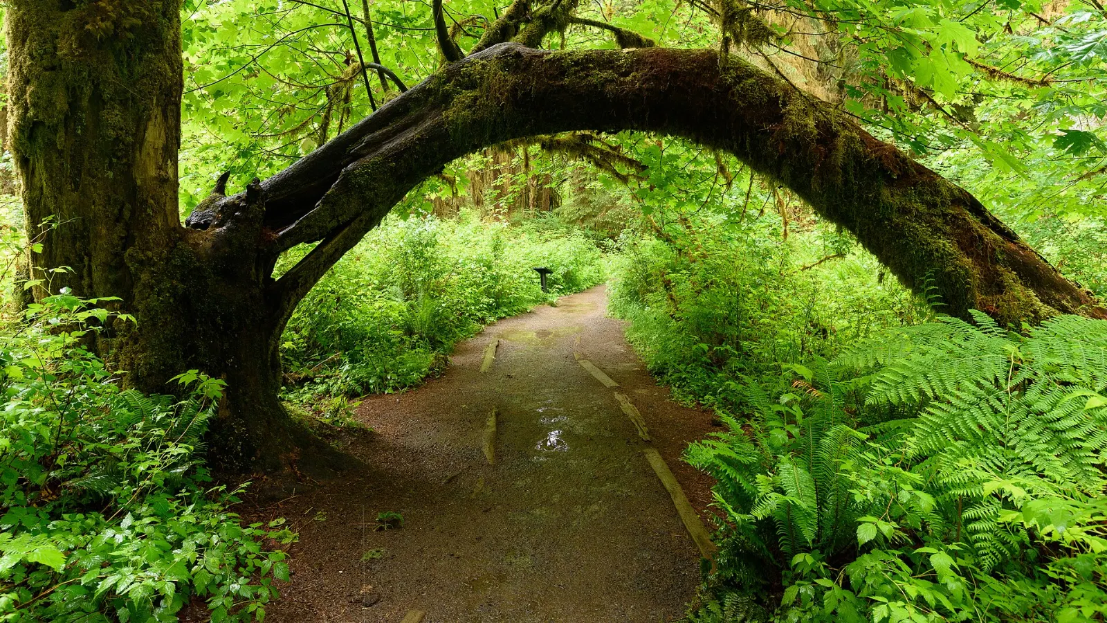 Bigleaf maple trees draped in thick hanging moss along the Hall of Mosses trail, Olympic National Park, Washington