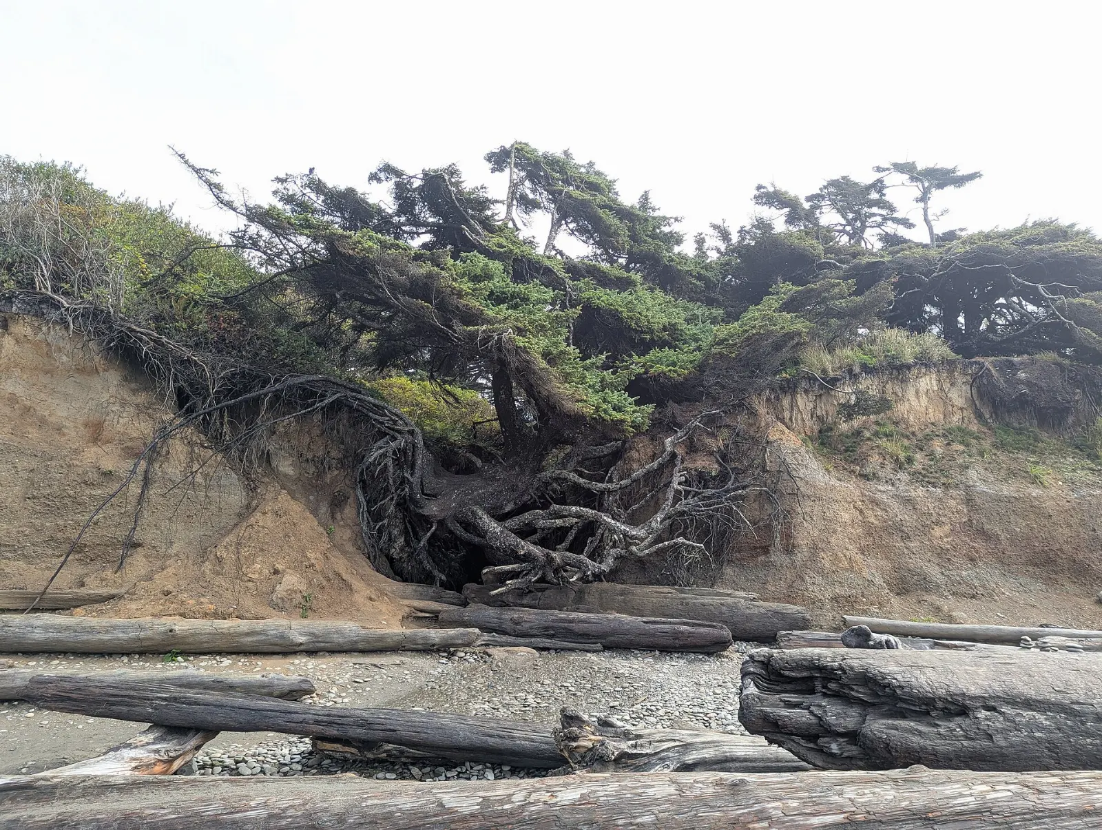 Sitka spruce with exposed roots spanning an eroded gap in a coastal bluff at Kalaloch, Olympic National Park, Washington