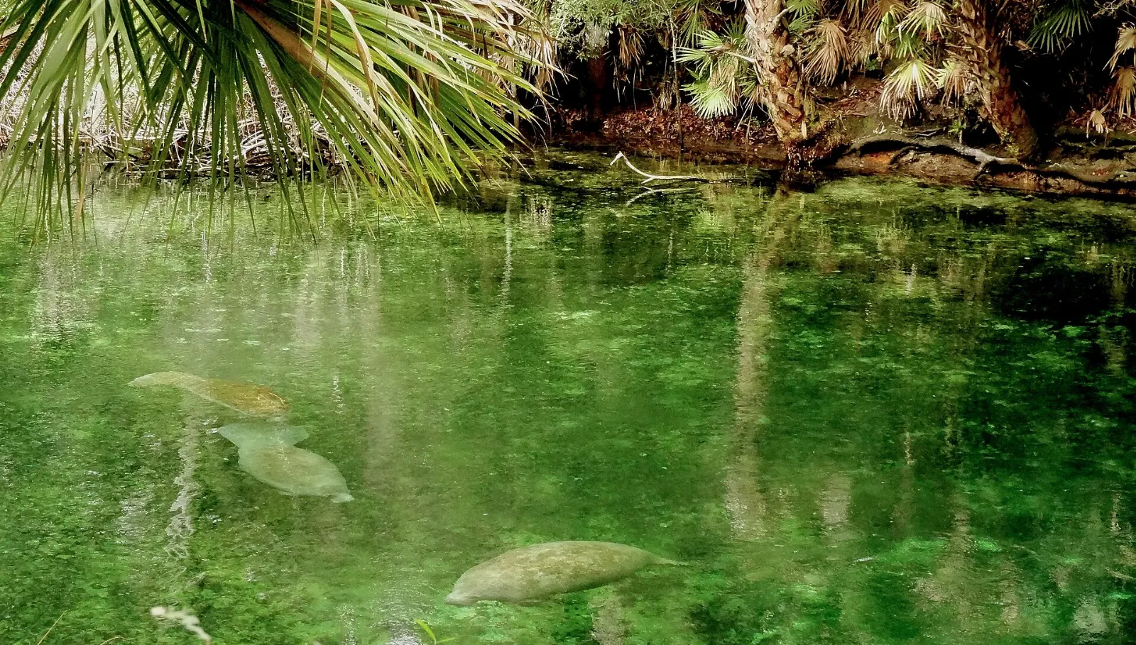 Manatees gathering in the clear water of the spring run at Blue Spring State Park, Orlando, Florida