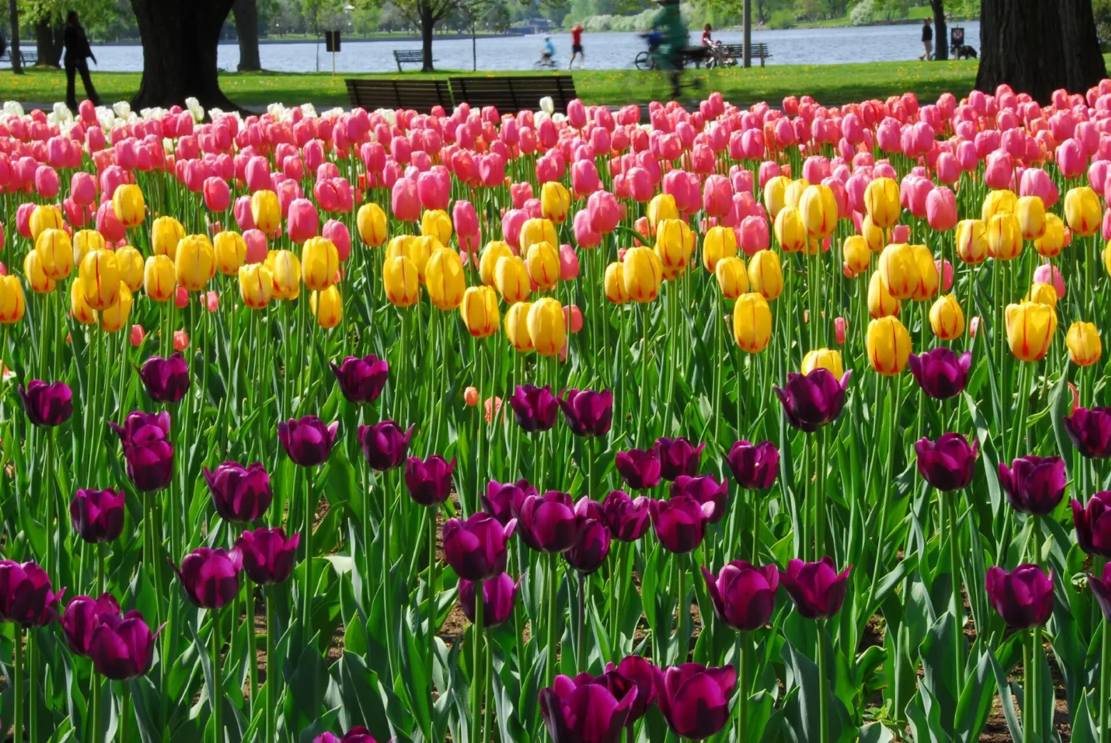 Beds of tulips beside Dow's Lake in Ottawa, Ontario