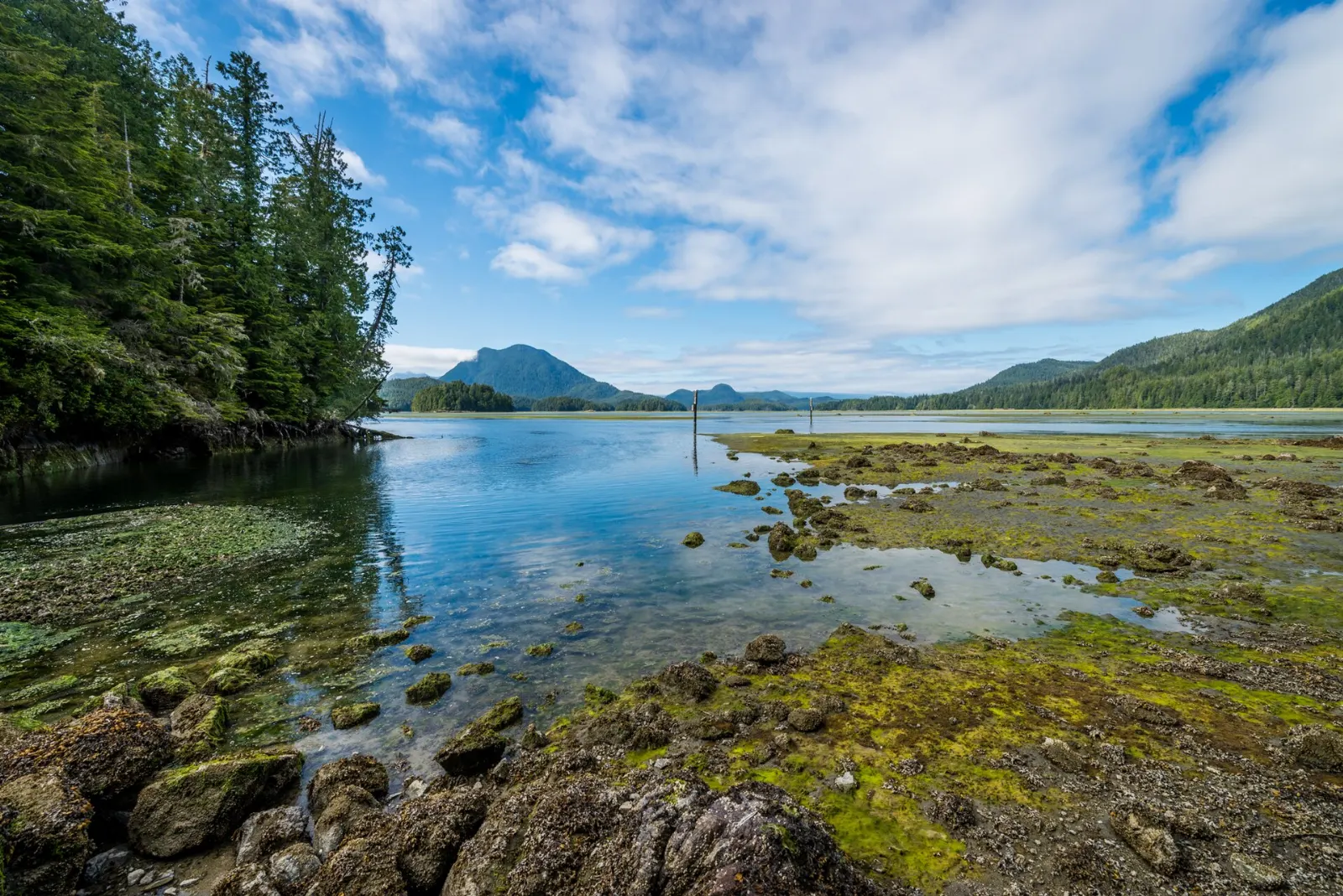 Meares Island forest seen from the water near Tofino, Pacific Rim National Park Reserve, British Columbia