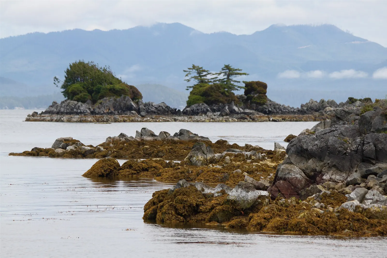 Forested islets of the Broken Group in Barkley Sound, Pacific Rim National Park Reserve, British Columbia