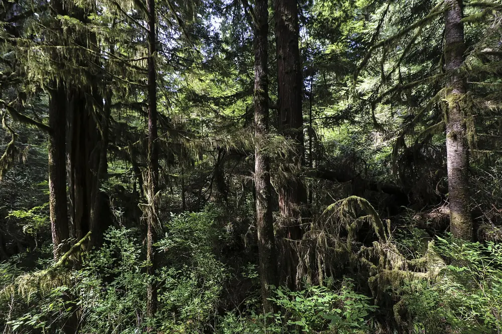Tofino, Pacific Rim National Park Reserve, British Columbia
