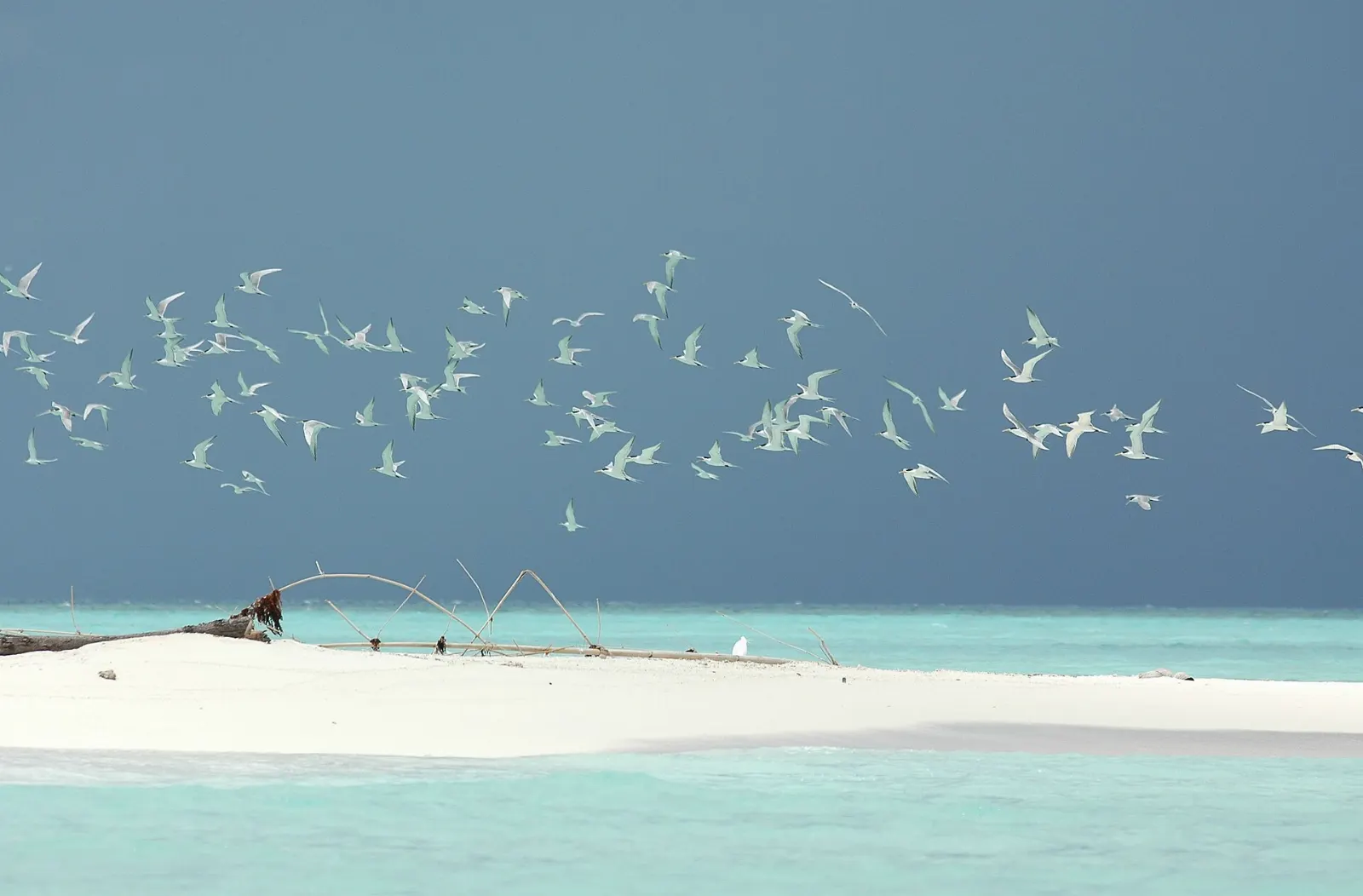 Tubbataha Reefs, Palawan, Philippines