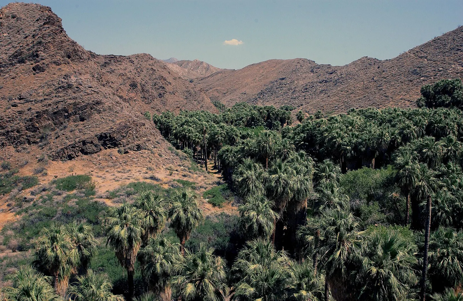 A dense grove of California fan palms lining a stream in Palm Canyon, Palm Springs, California