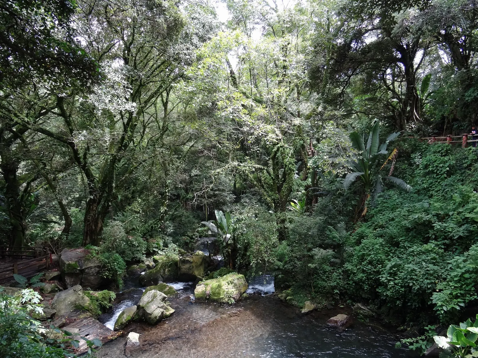 Stream, fountains and tropical vegetation in Barranca del Cupatitzio National Park, Paricutín, Michoacán