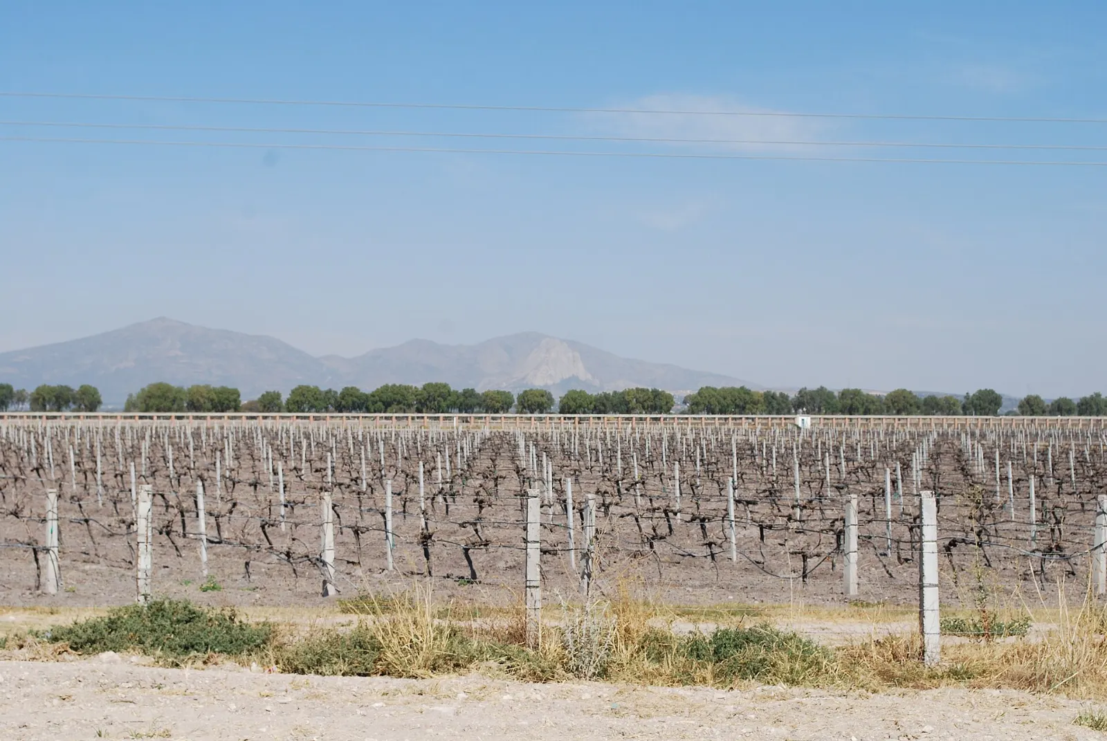 Vineyards near Ezequiel Montes in Querétaro, Peña de Bernal, Querétaro