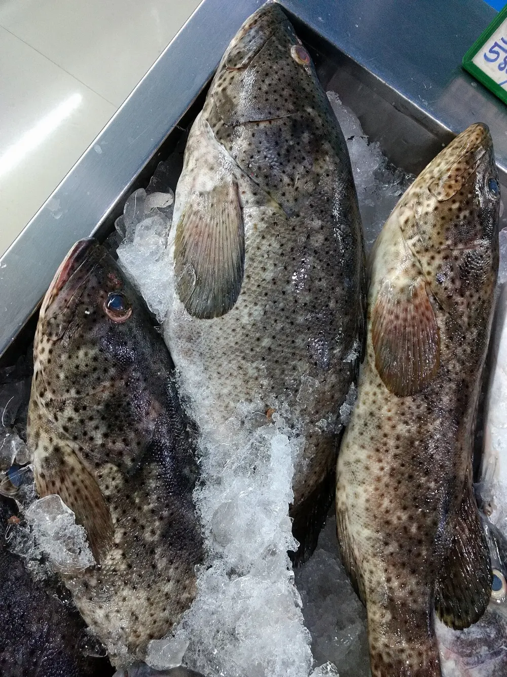 Grouper in Pensacola, Florida
