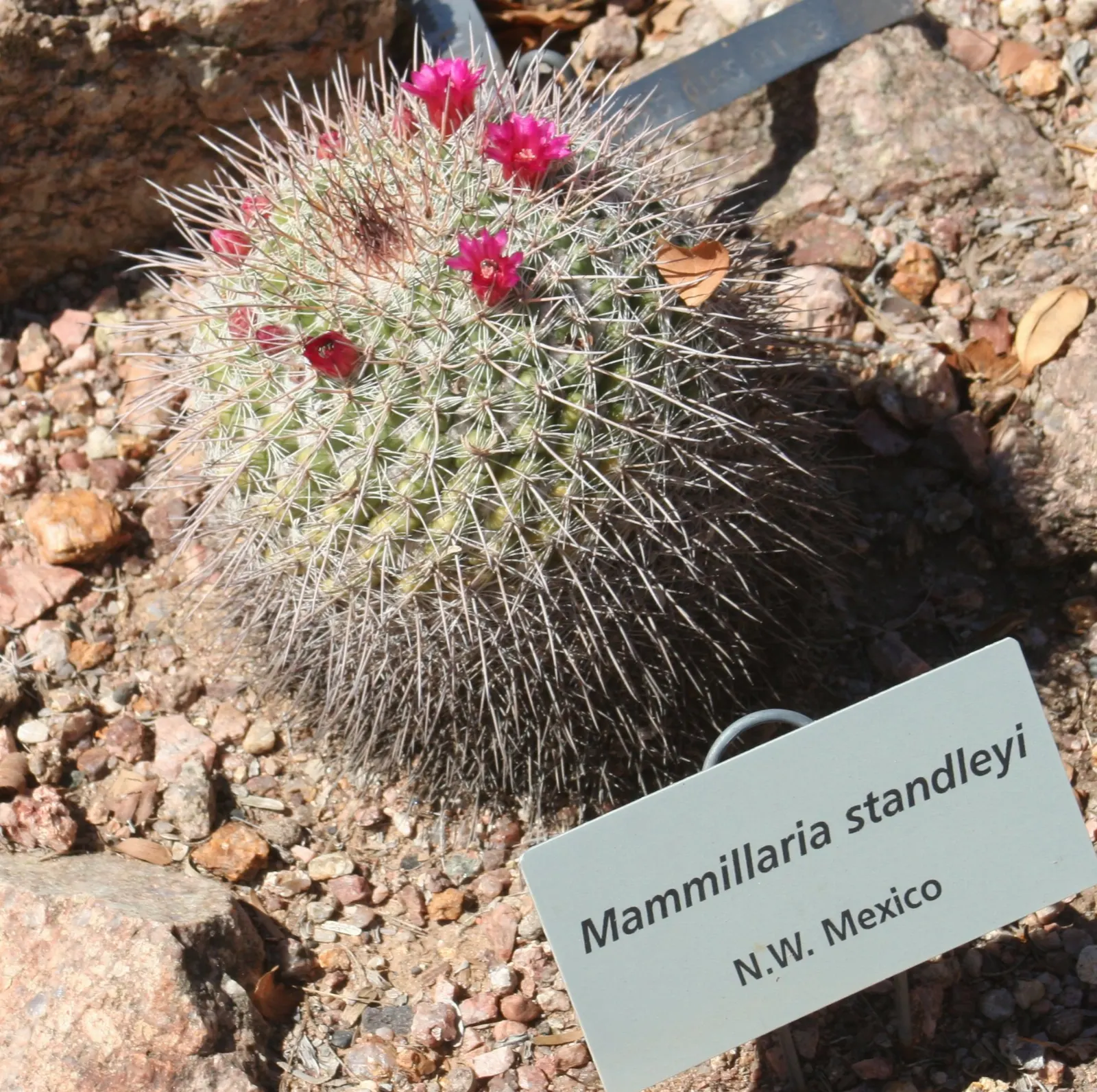 Cacti at the Desert Botanical Garden, Phoenix, Arizona