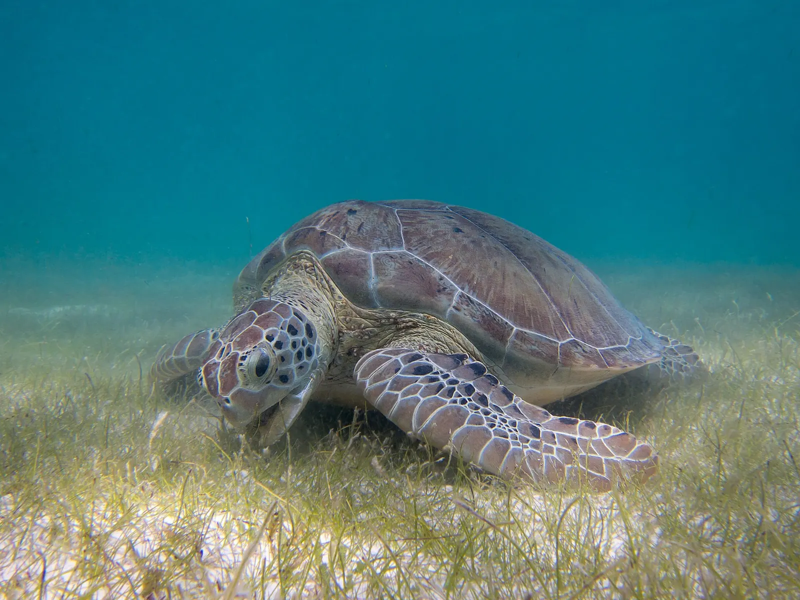 Green sea turtle swimming in Akumal Bay, Playa del Carmen, Quintana Roo