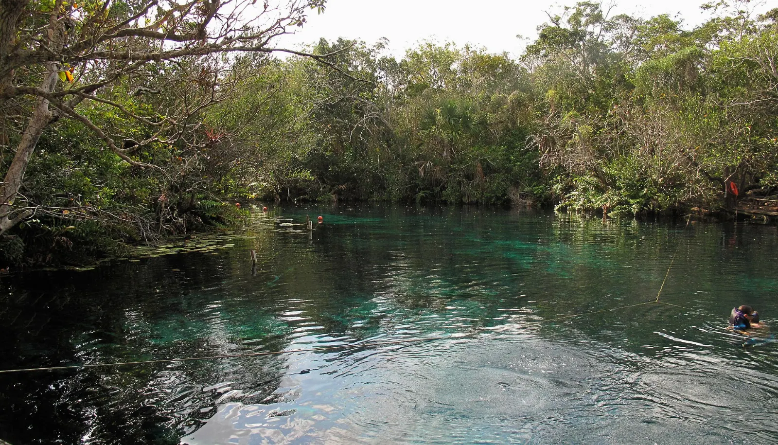Swimmers in a clear cenote in Quintana Roo, Playa del Carmen, Quintana Roo