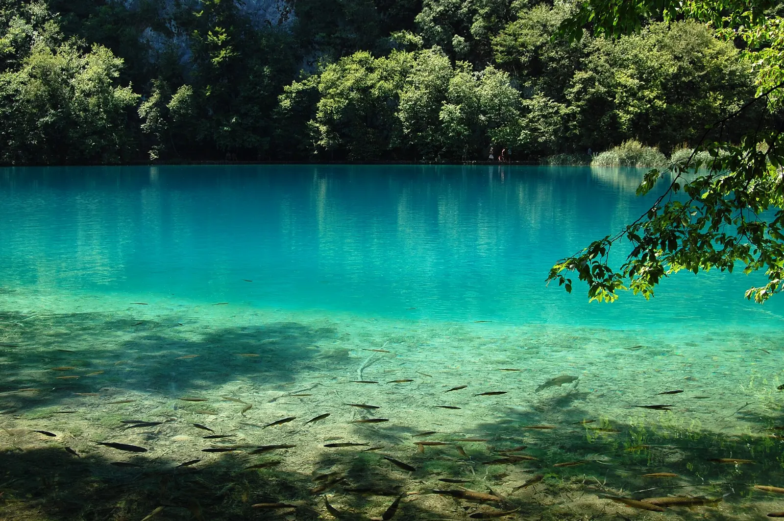 Clear green lake below limestone cliffs in the Lower Lakes section of Plitvice, Plitvice Lakes National Park, Croatia