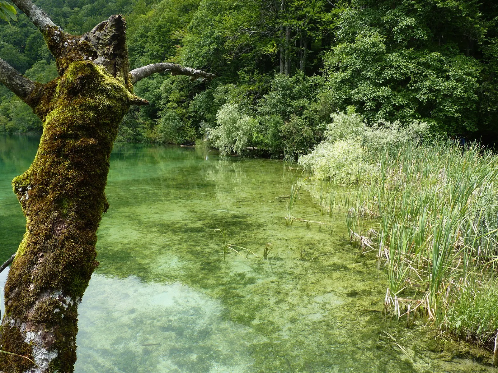 Many small waterfalls spilling over tufa barriers into Galovac lake, Plitvice Lakes National Park, Croatia