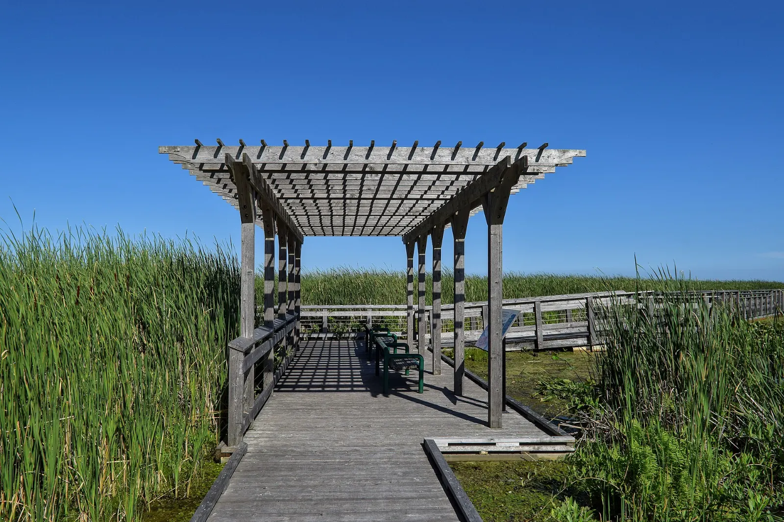 Point Pelee National Park Ontario Spring Bird Migration