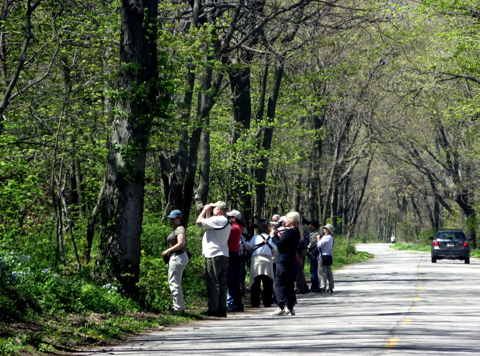 Birdwatchers and migrating songbirds in woodland at Point Pelee National Park, Ontario