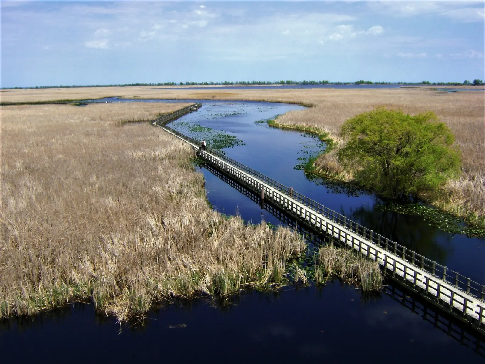 Cattail marsh and open water in Point Pelee National Park, Ontario