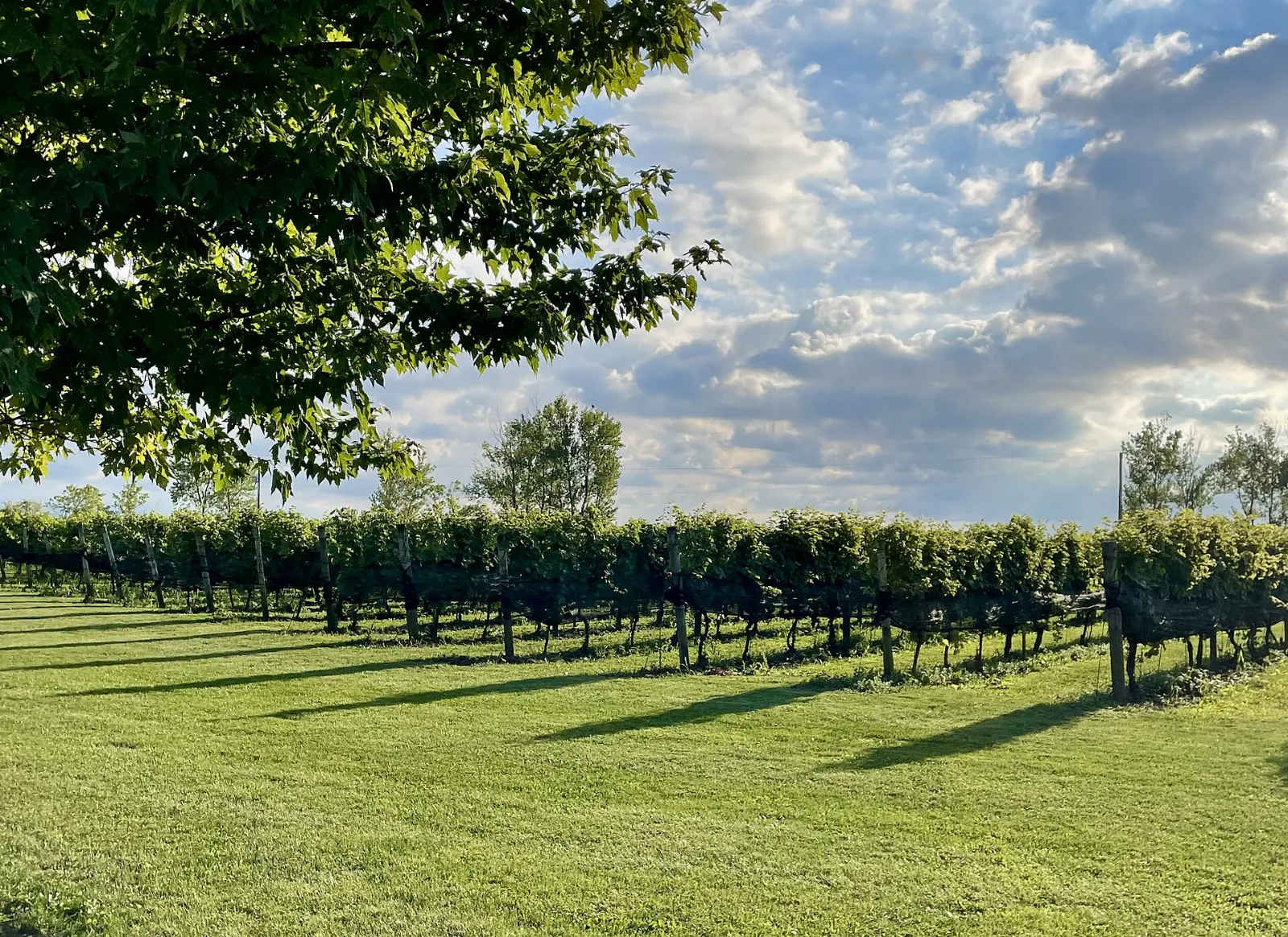 Vineyard rows on Pelee Island in Lake Erie, Point Pelee National Park, Ontario