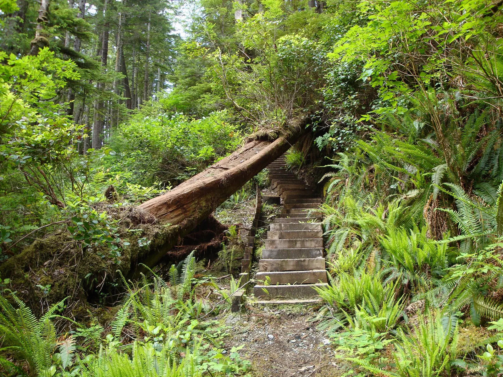 Sandy bay and forest in Cape Scott Provincial Park, Port Hardy, British Columbia