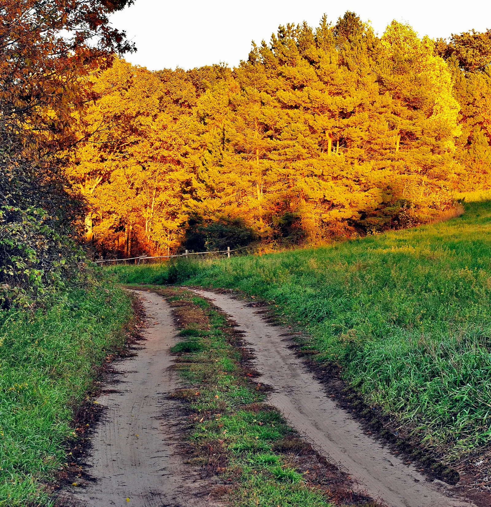 Forest trail in the Ganaraska Forest north of Port Hope, Ontario