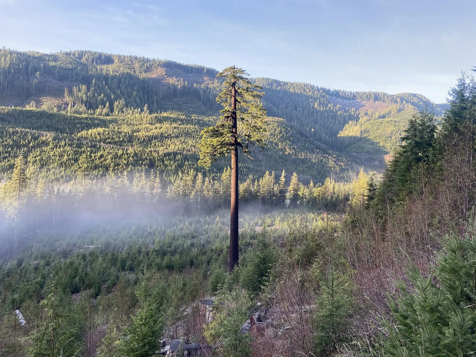 Big Lonely Doug standing alone in a logged area near Port Renfrew, British Columbia