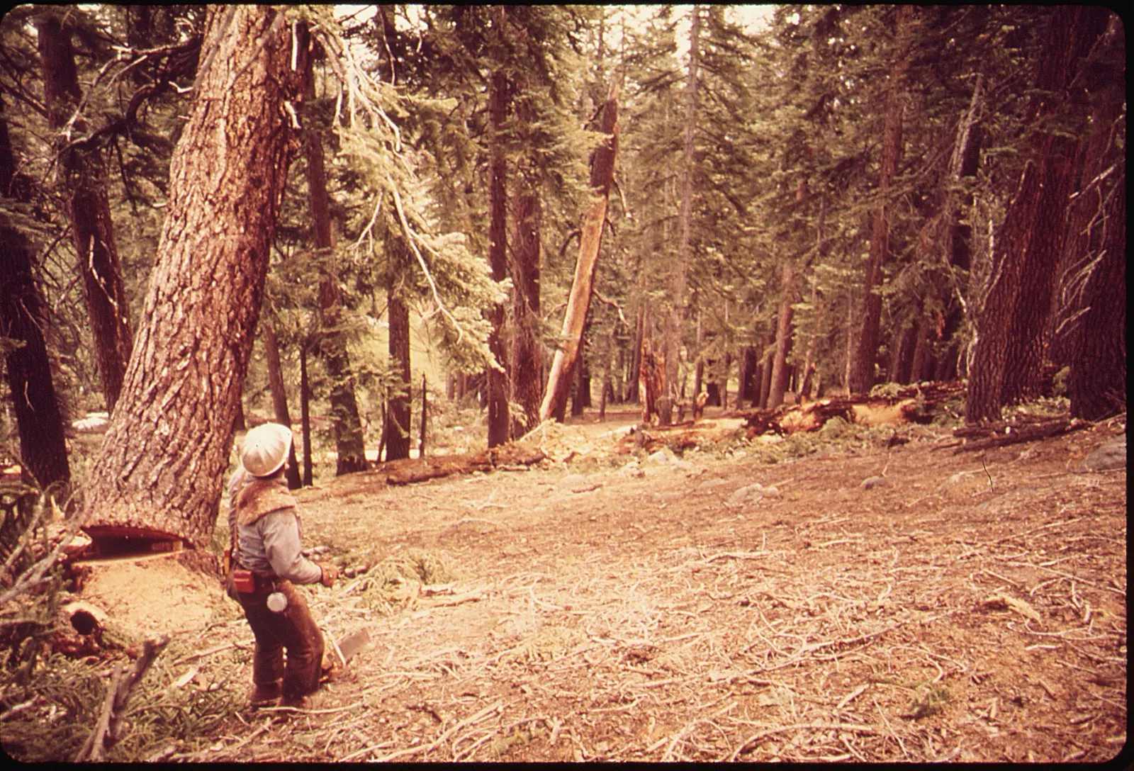 The massive trunk of the Red Creek Fir in the San Juan Valley, Port Renfrew, British Columbia
