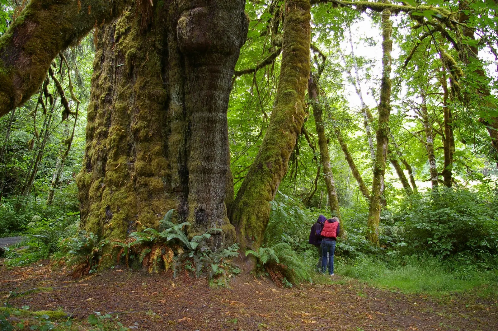 The broad trunk of the San Juan Spruce, Port Renfrew, British Columbia