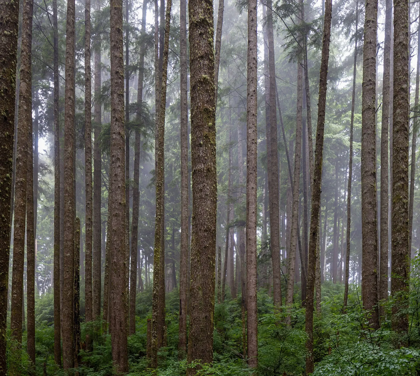 Hiker on the Juan de Fuca Marine Trail above the coast, Port Renfrew, British Columbia