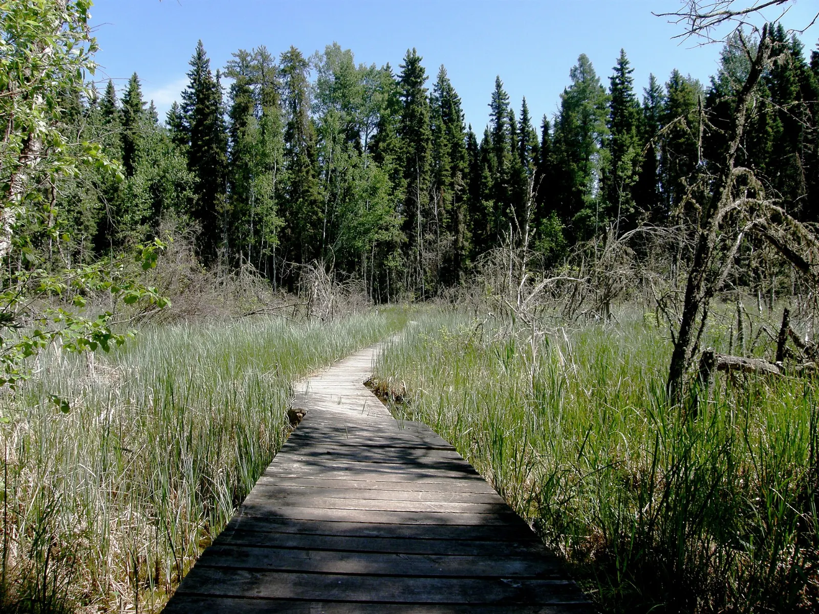 Boardwalk through a boreal bog in Prince Albert National Park, Saskatchewan