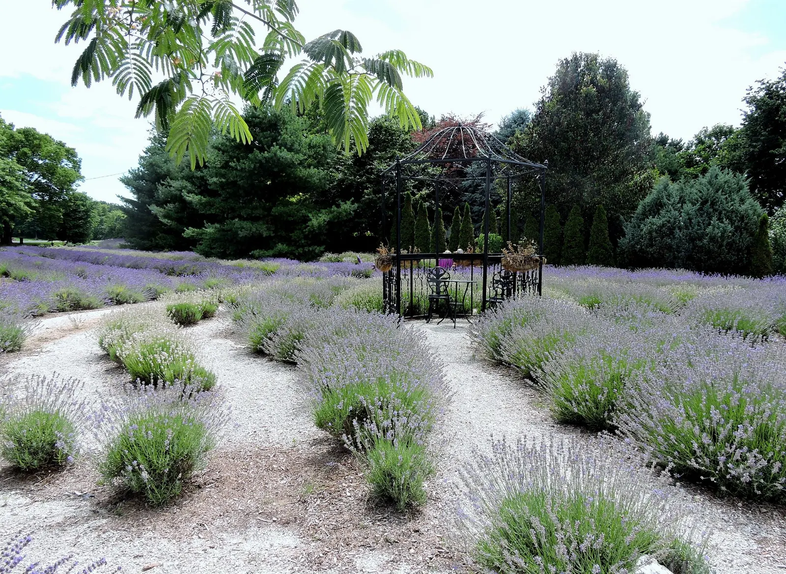 Rows of lavender in bloom on a farm in Prince Edward County, Ontario